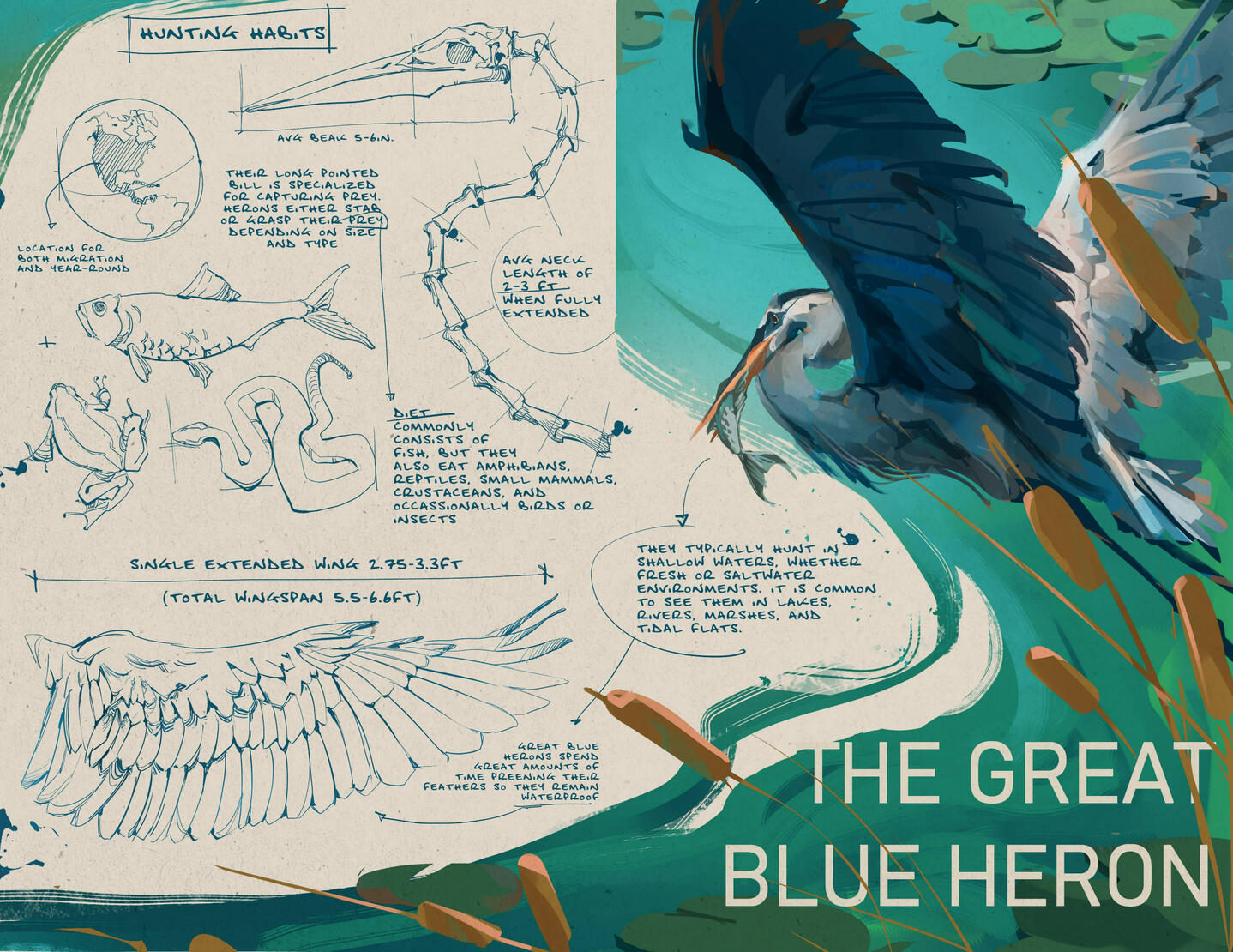 The Great Blue Heron [see full project here]